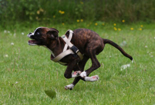 Amelie auf dem Hundeplatz