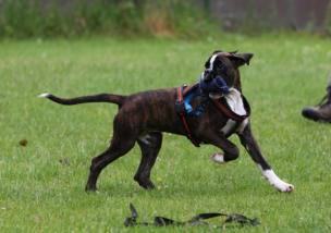 Ampere auf dem Hundeplatz