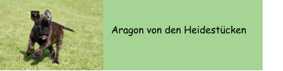 Aragon von den Heidestcken